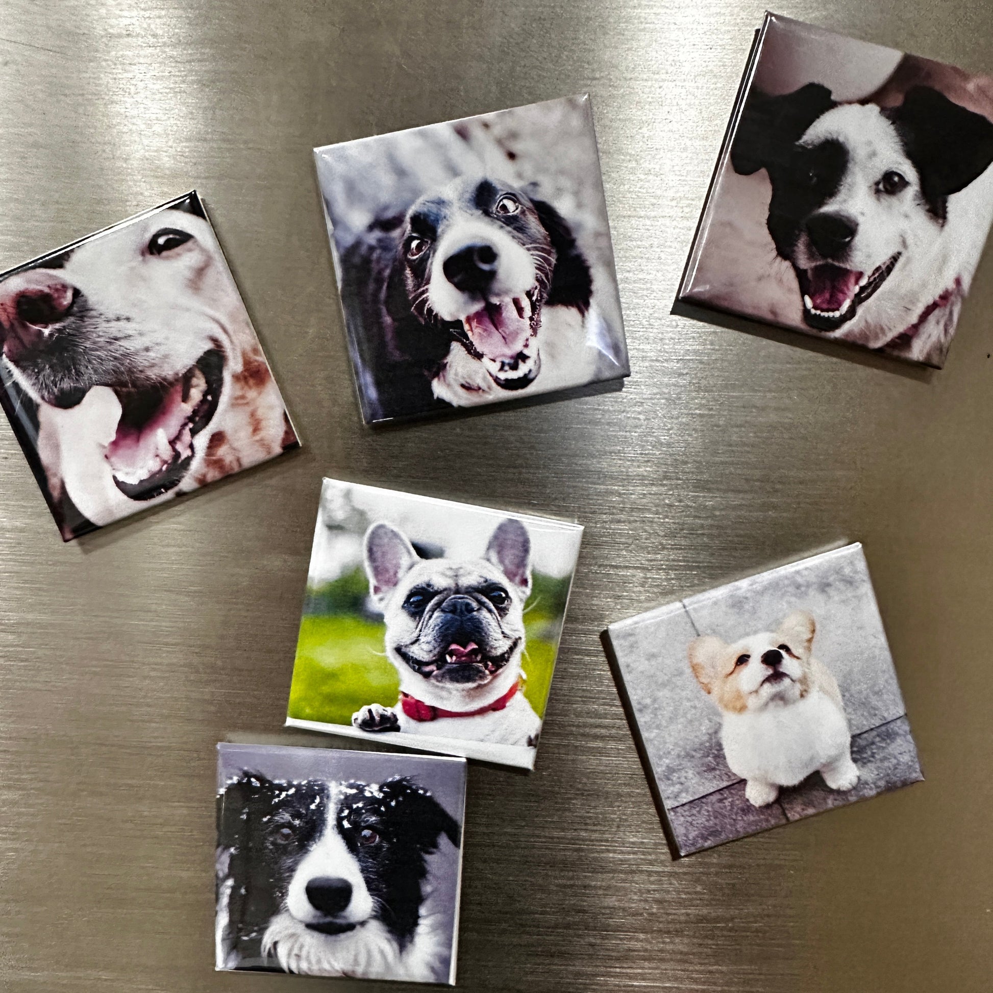 custom photo magnets of dogs